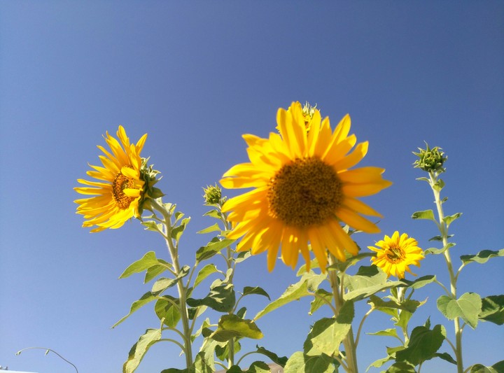sun flowers