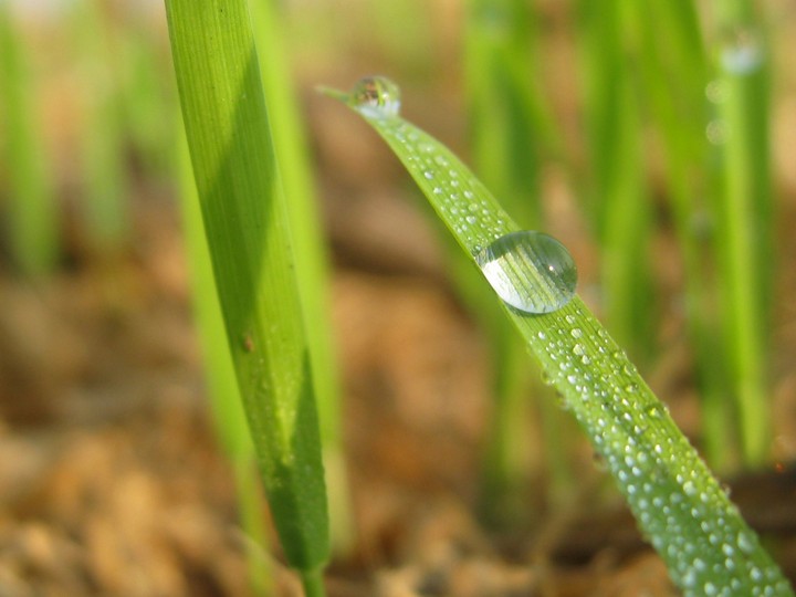 Dew drop