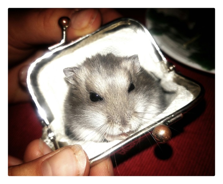 hamster