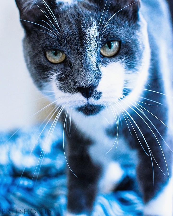 She is Bella