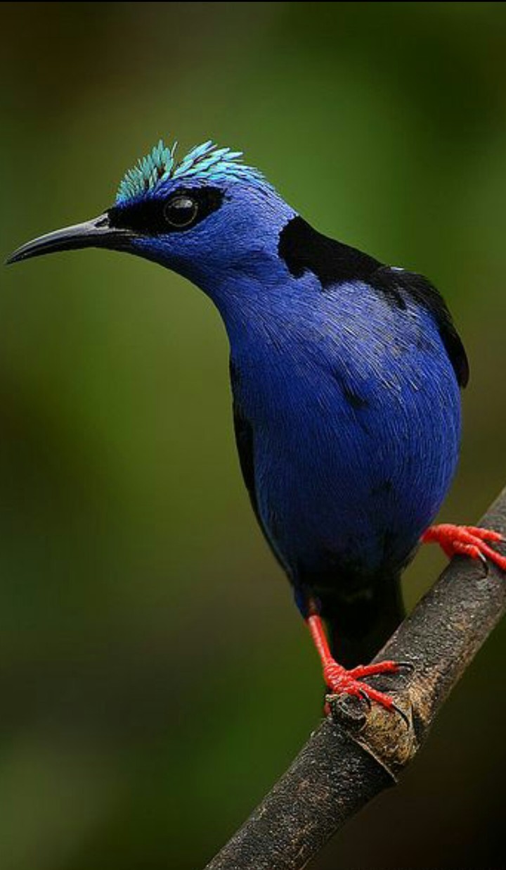 bird