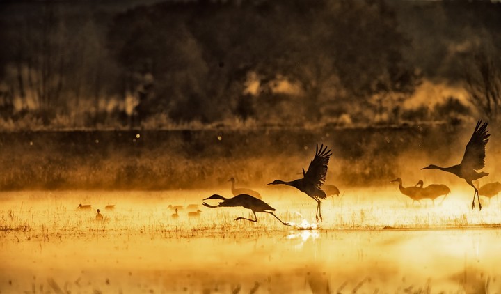 birds