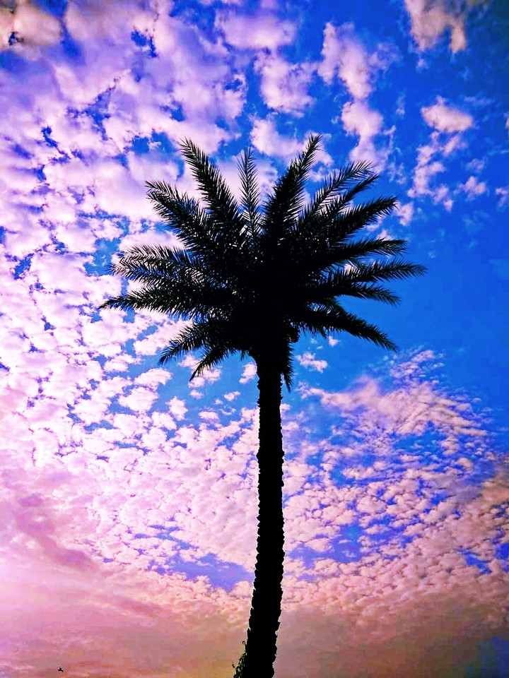 Palm tree