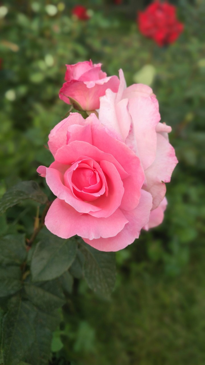 Roses