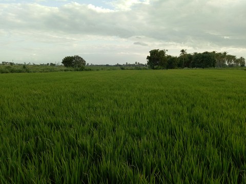 Paddy field