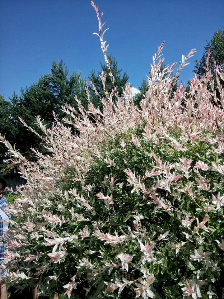 Shrub