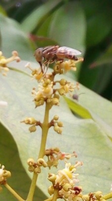 flwer