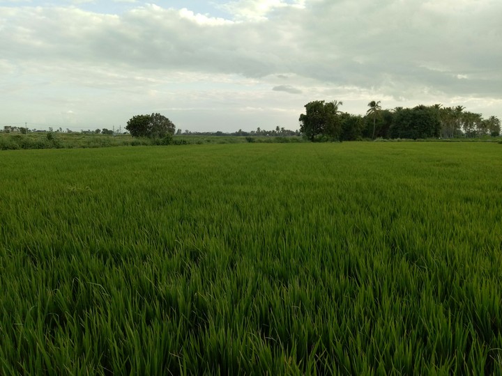 Paddy field