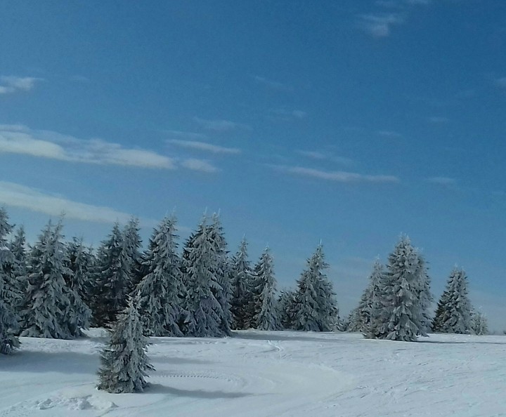 Snowy Trees