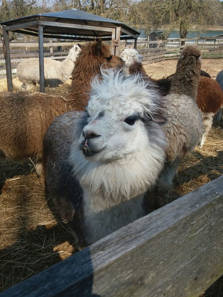 Alpaca