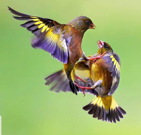 bird, Tail duvar kağıtları