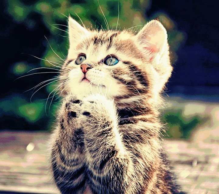 catmagical2