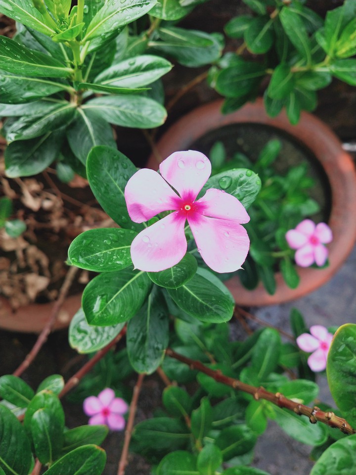 Madagascar Periwinkle