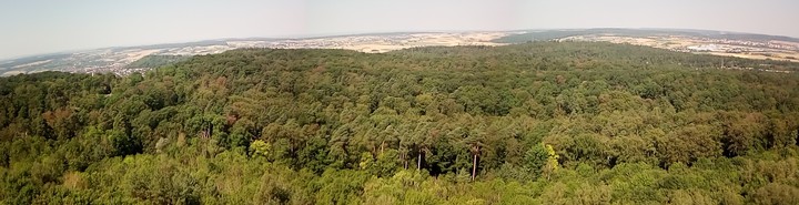 Wald