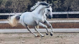 My favourite horse❤️