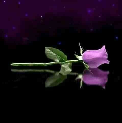 Only rose.