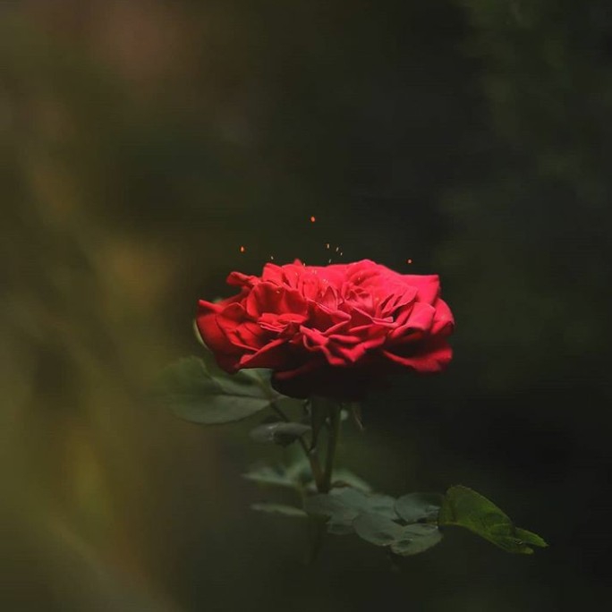 red rose