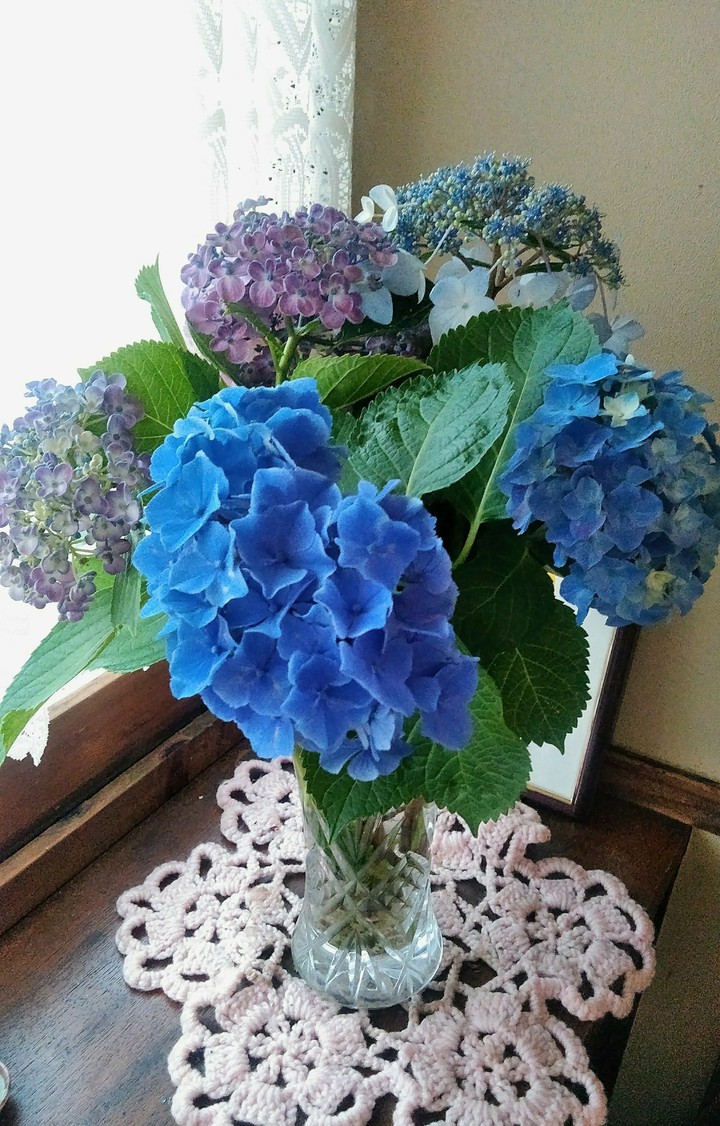 hydrangea