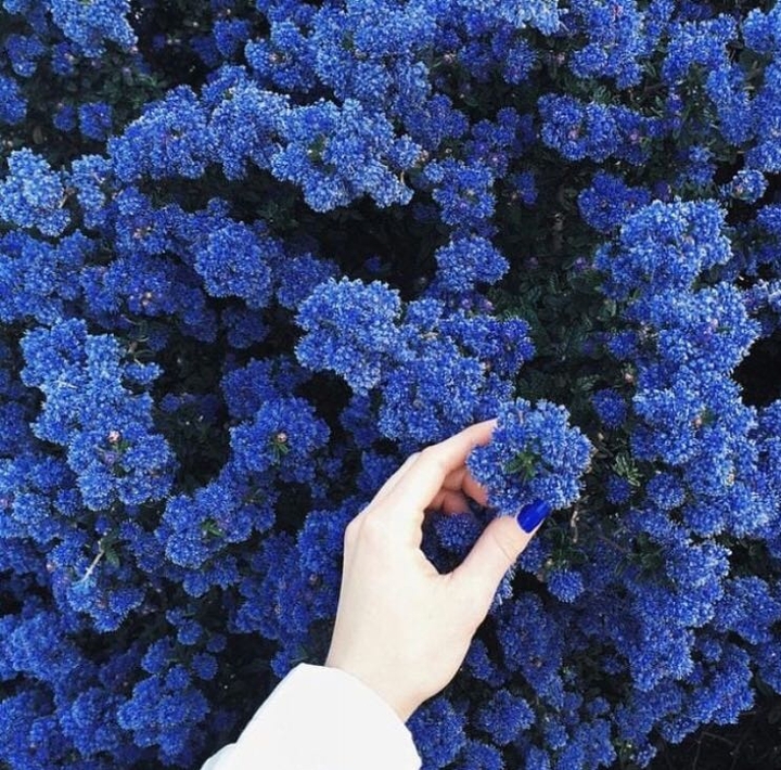 blue flower