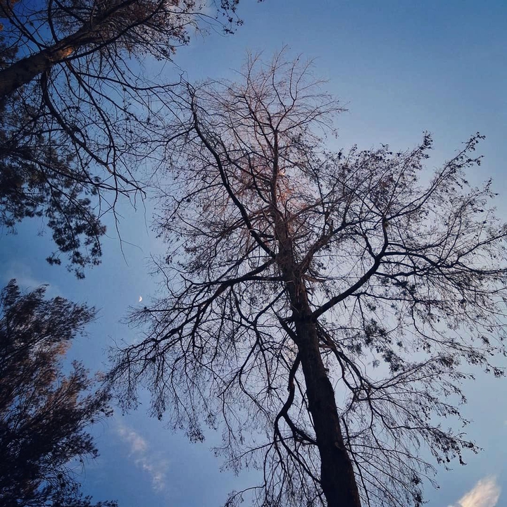 Árbol