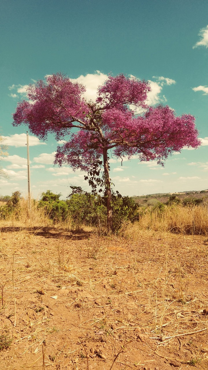 ipê roxo