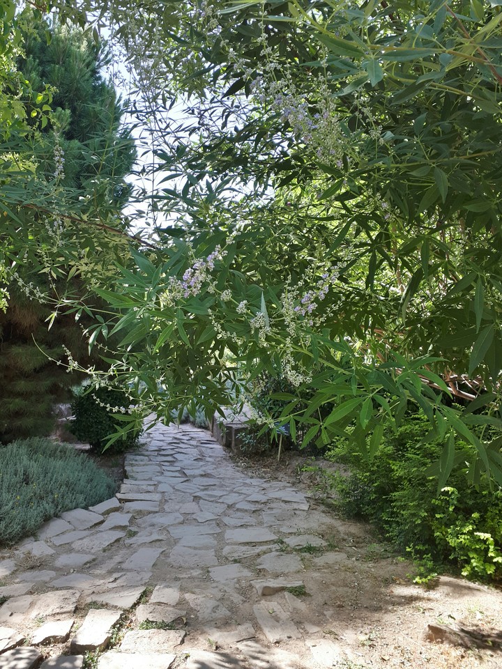 pathway through the garden