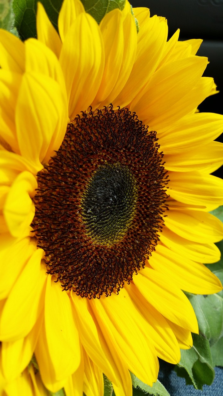 sunflower