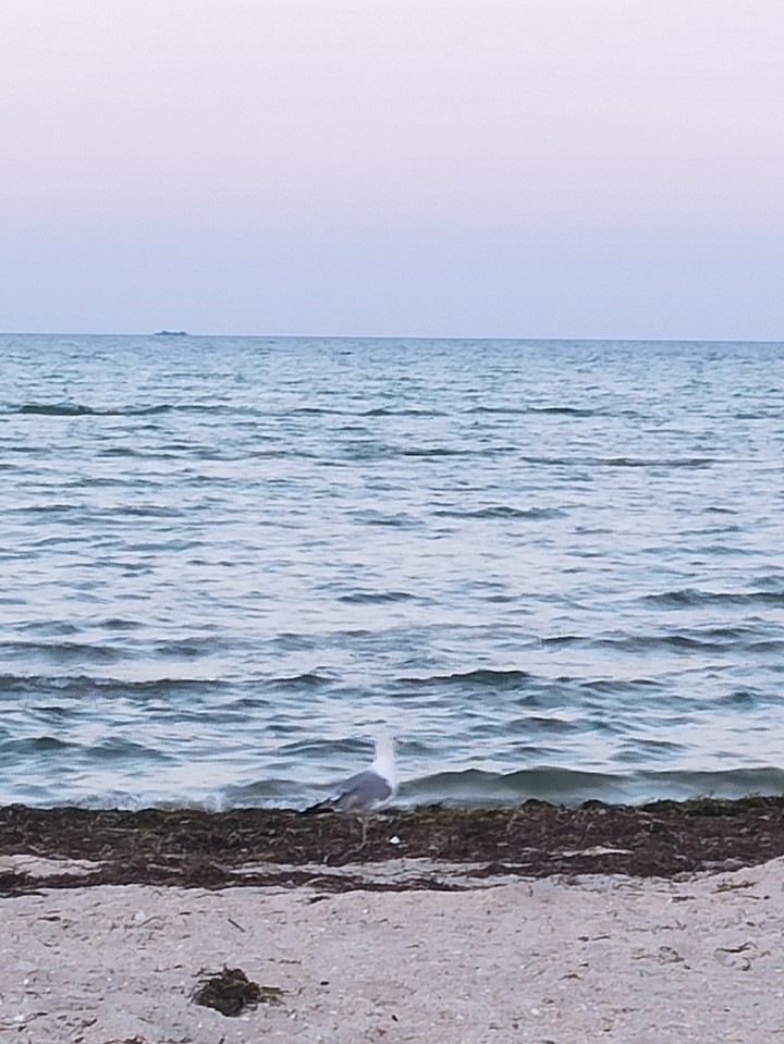 lone seagull