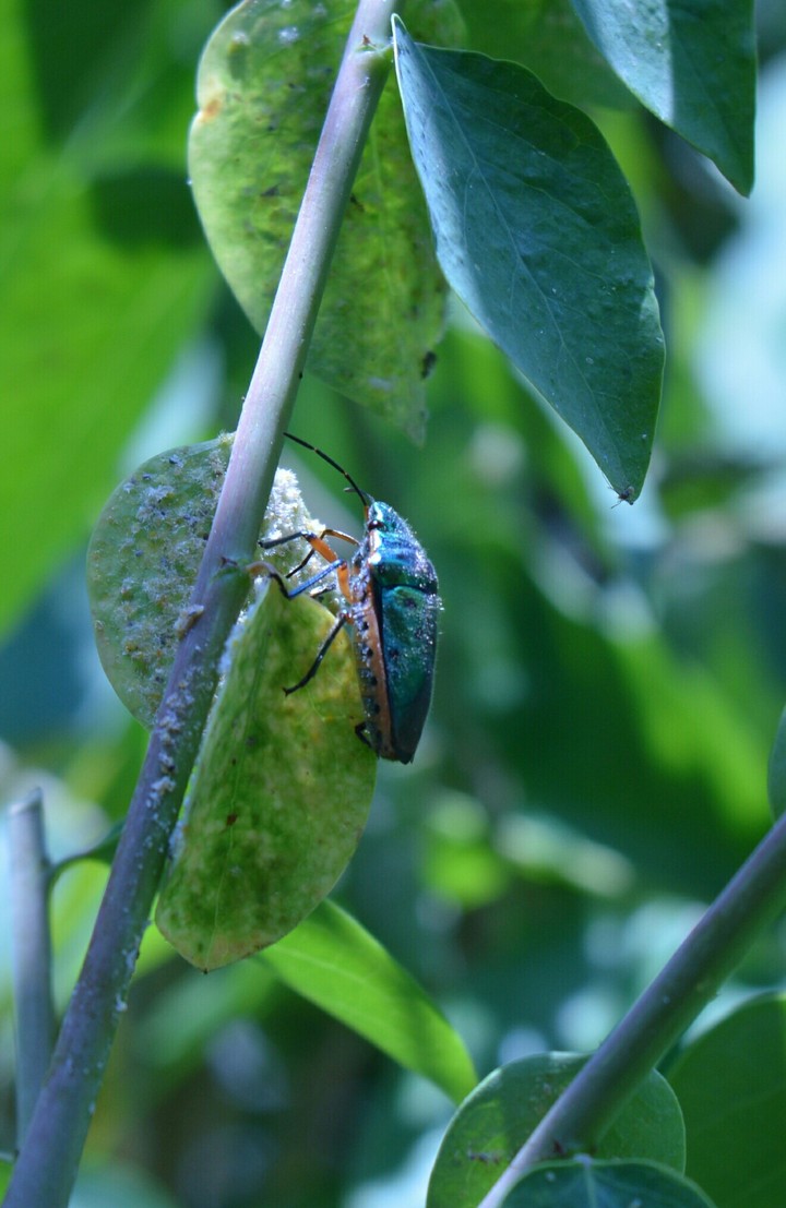 Insect