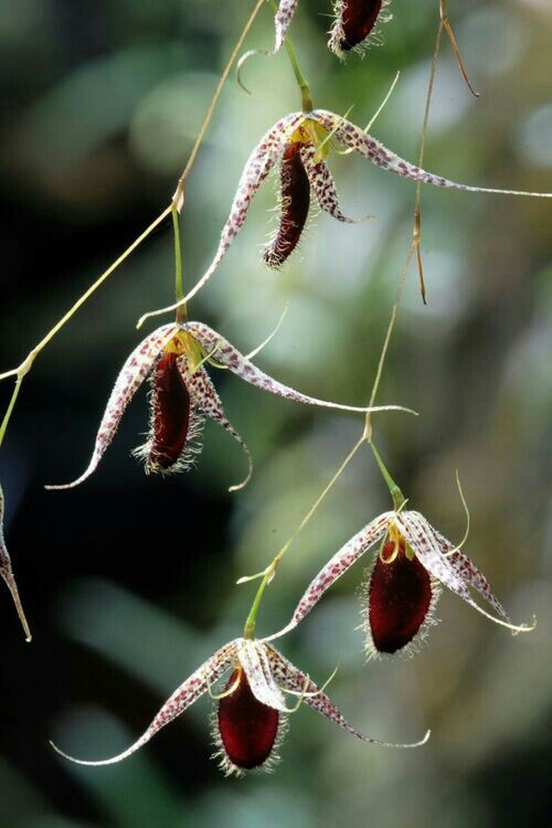 Orchid