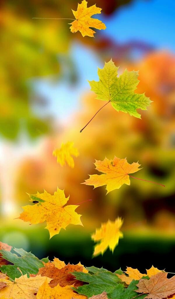 leaves