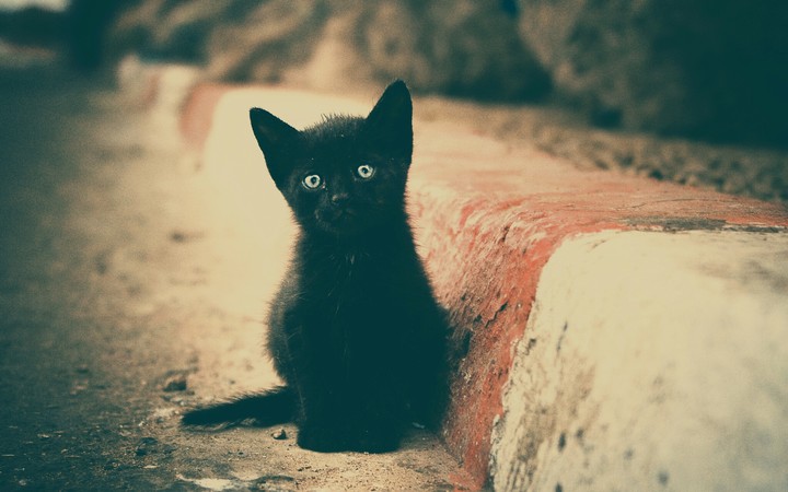 чёрный котёнок