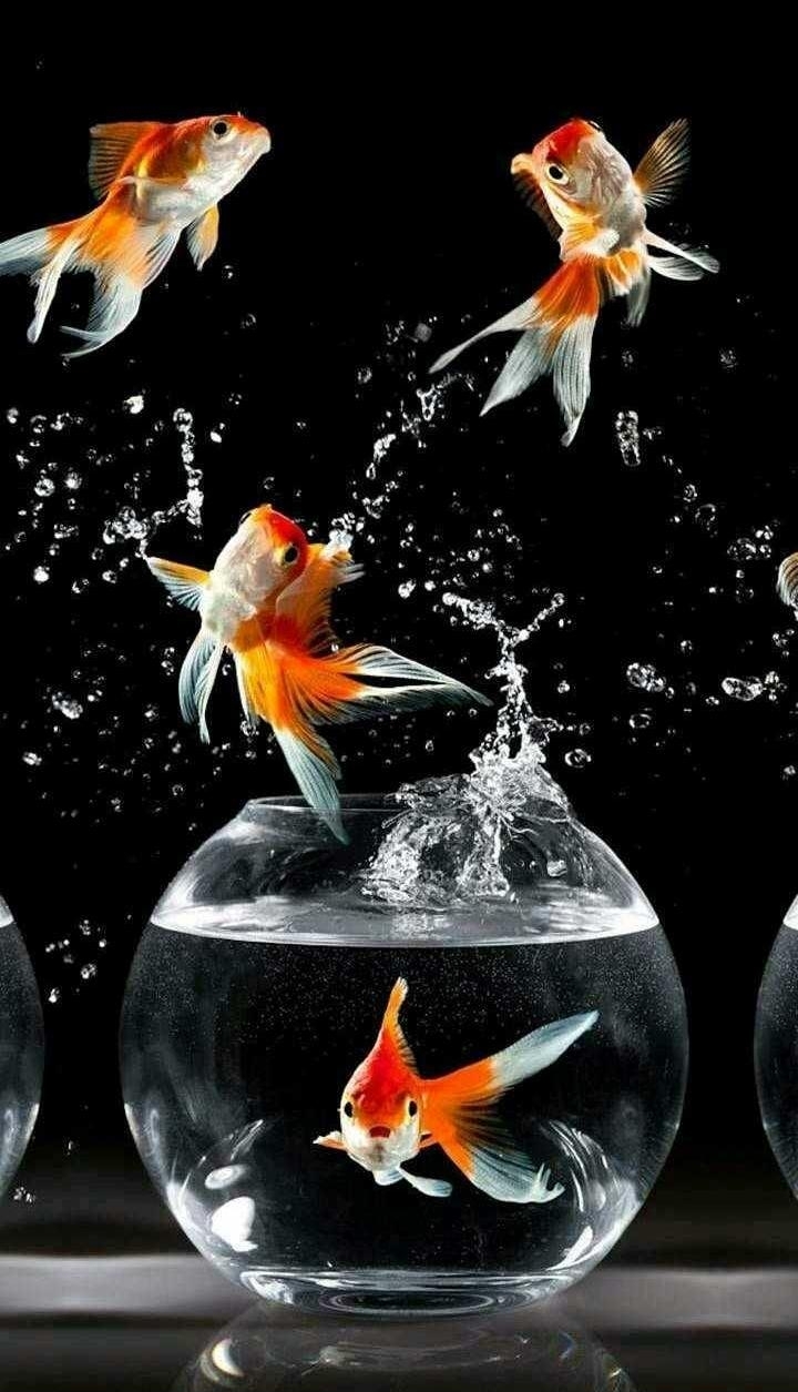 fish