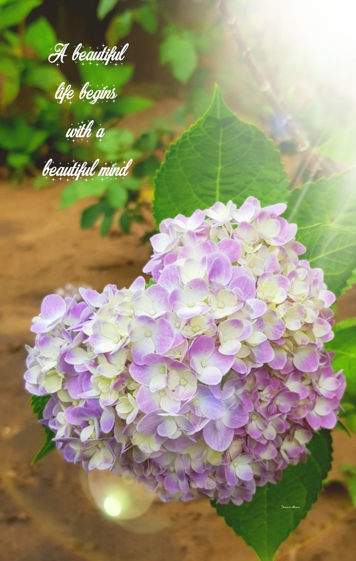 Hydrangea