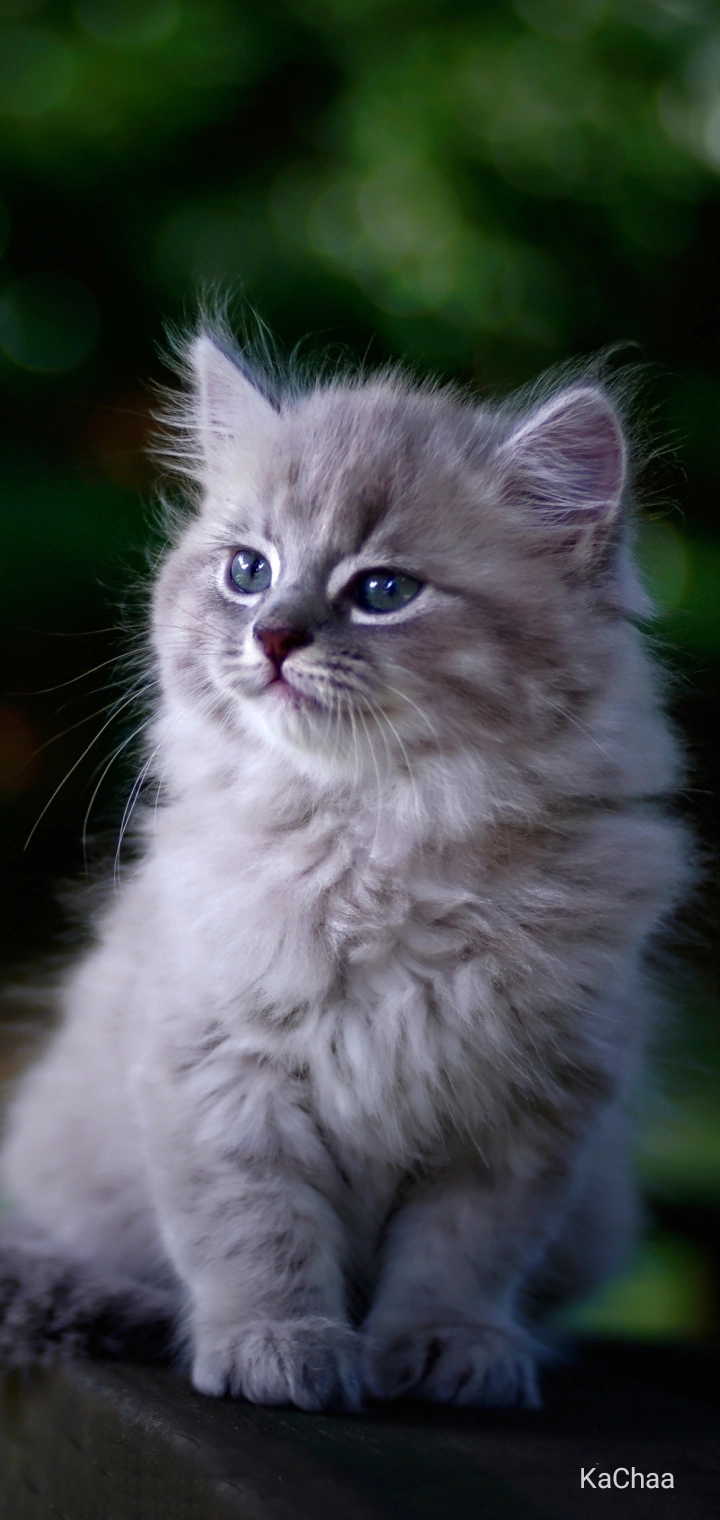 Animal...