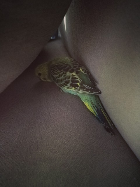 budge