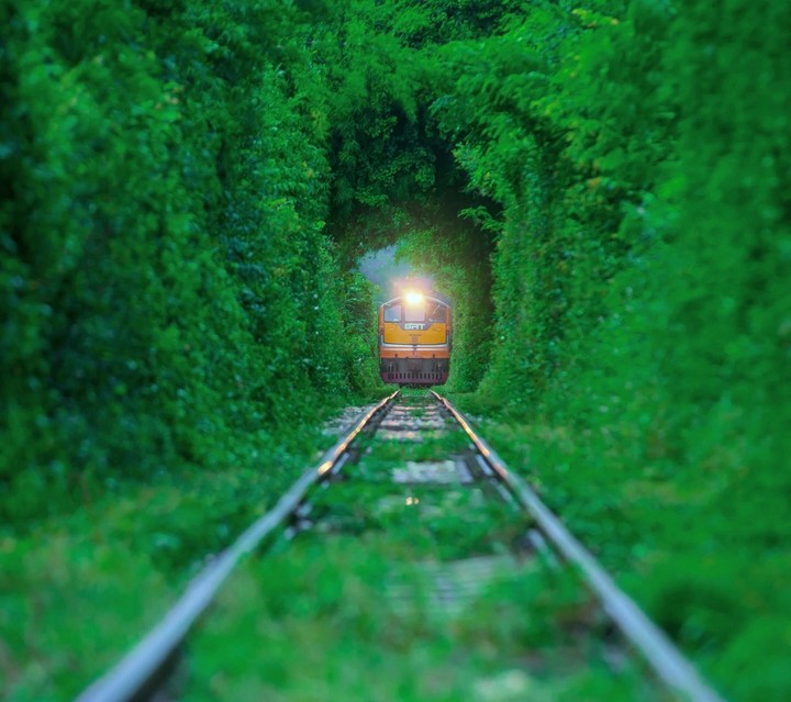 GREEN NATURE