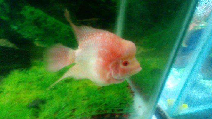 Flowerhorn