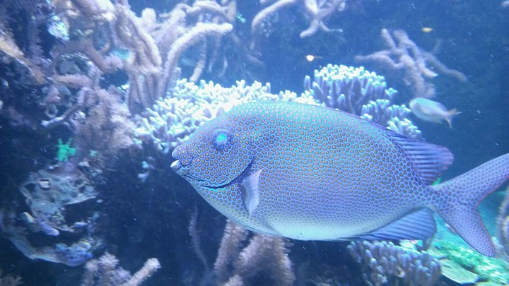 Fish