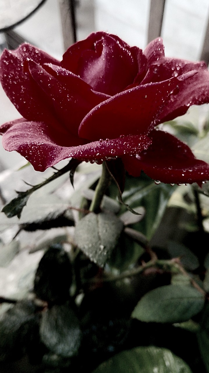 Black rose