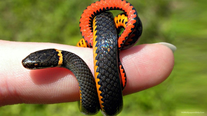 snaky
