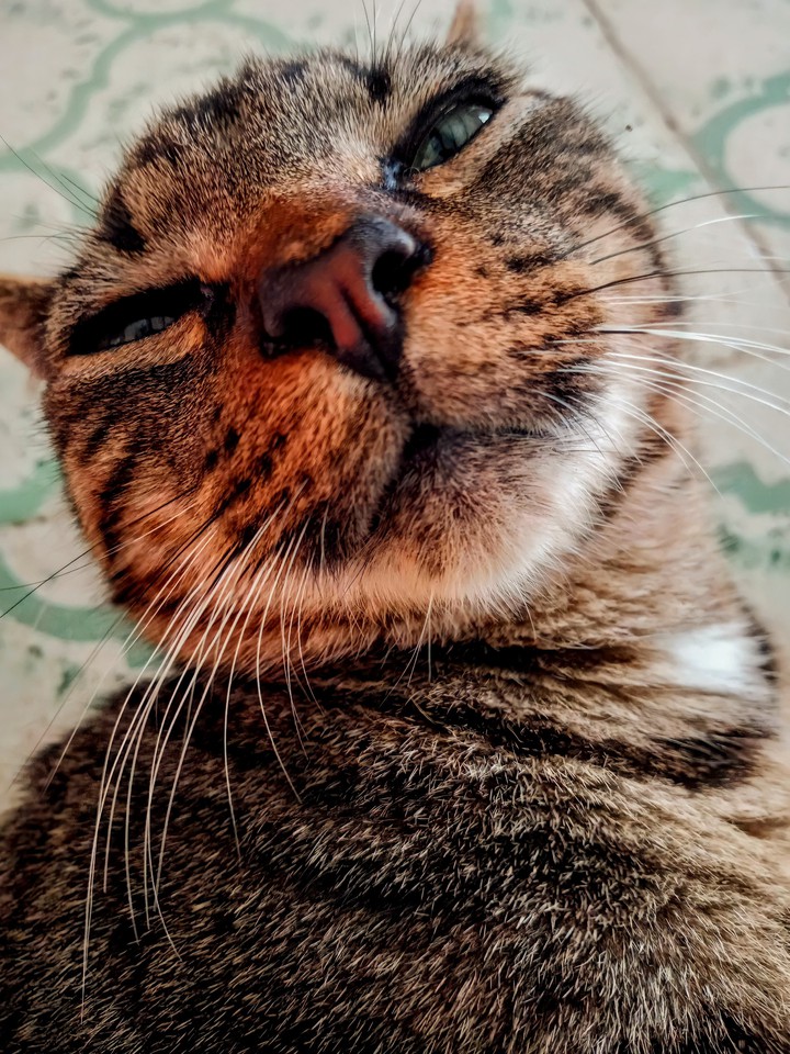 cat