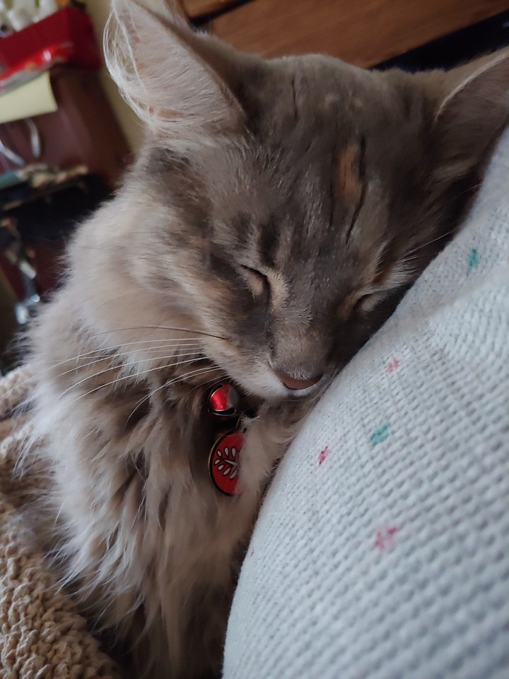 Pima resting