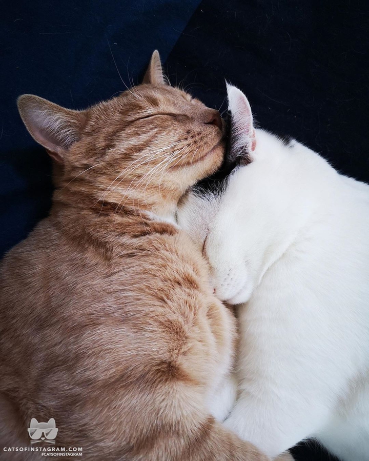 cats