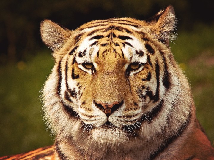tiger