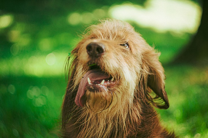 doggy