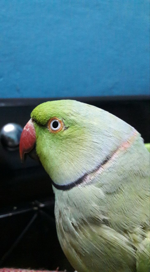 green parrot..