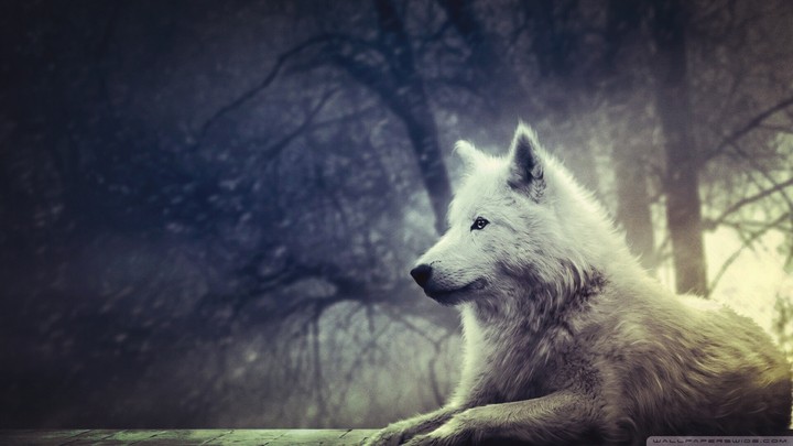 wolf
