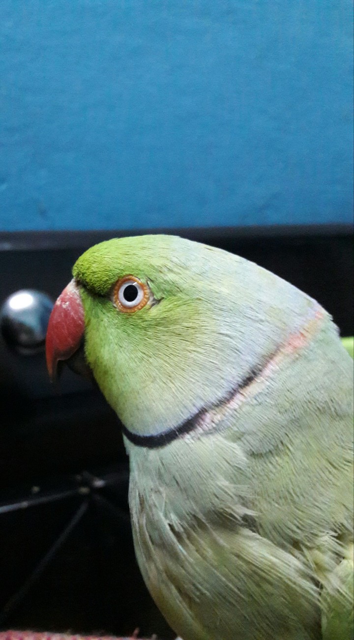 green parrot..