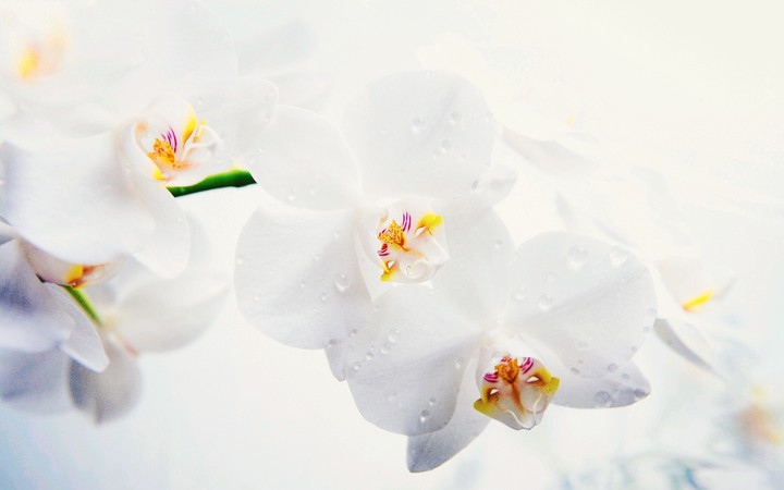 Gorgeous Flowers